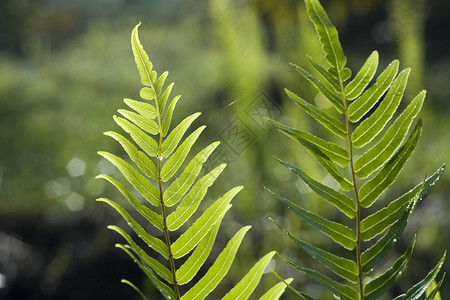 费尔之叶蕨类宏观热带植物装饰品荒野绿色植物叶子样本绿色背景图片