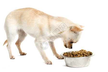 美毛狗粮小狗吉娃娃和食物碗棕色工作室犬类宠物食品狗粮动物棕褐色白色伴侣背景