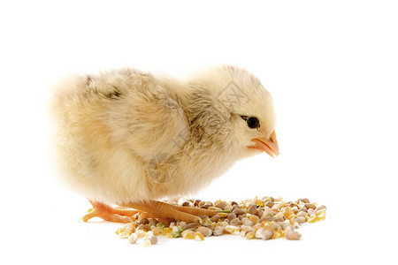 小鸡吃虫子年轻小鸡农场动物乡村谷物公鸡婴儿小麦工作室宠物白色背景