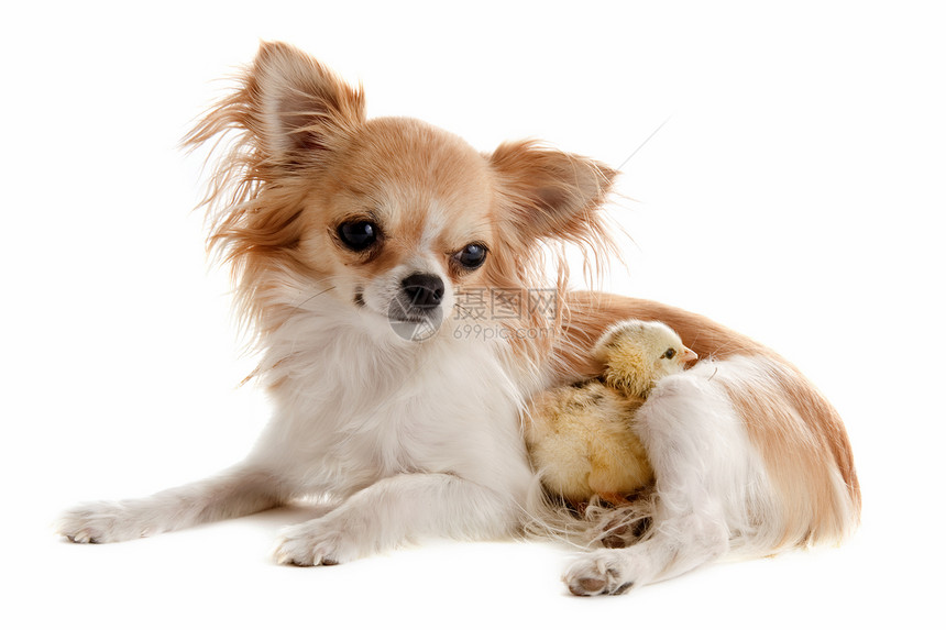 吉娃娃和小鸡群居性棕色工作室犬类社交性伴侣家禽农场动物压痛图片