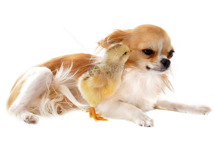 吉娃娃和小鸡社交性工作室动物棕色家禽农场群居性伴侣犬类压痛图片