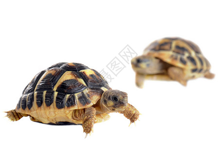年轻的乌龟爬虫野生动物陆龟宠物婴儿动物背景图片