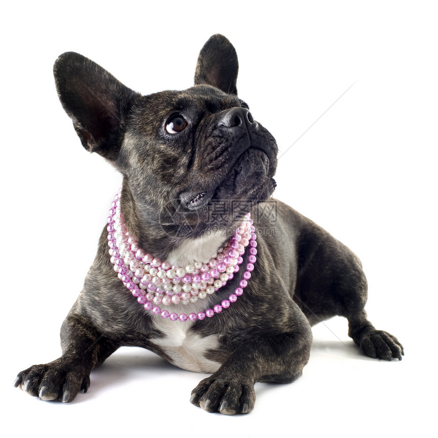 法国斗牛犬斗牛犬衣领珍珠动物工作室棕色犬类宠物珠宝图片