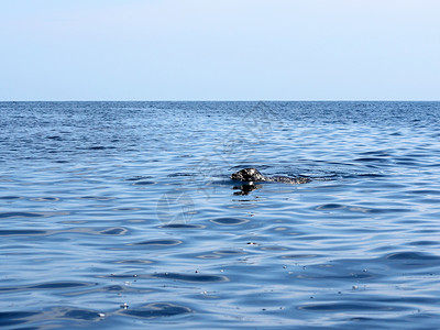 狗海豹清洁水中的斑点海豹(Phoca argha)背景