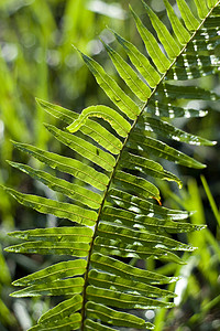 费尔之叶宏观绿色植物植物美丽荒野蕨类热带样本季节装饰品背景图片