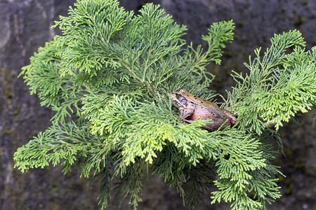 太平洋树蛙在树枝处高清图片