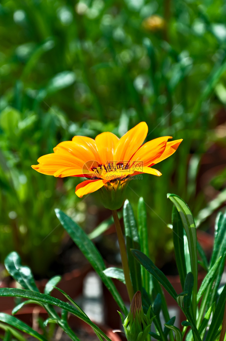 加沙地区季节园艺生长花粉叶子花瓣美丽雏菊植物群橙子图片