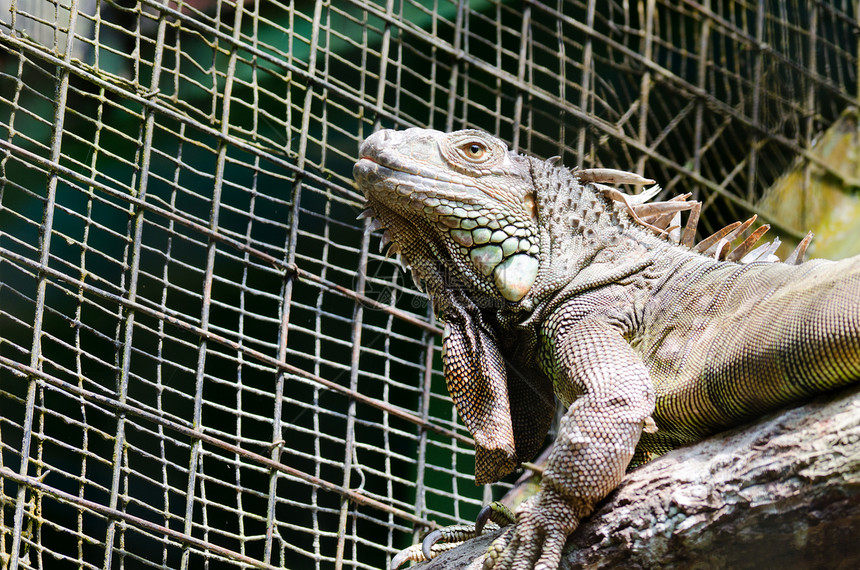 蜥蜴植物爬行者热带冒充爬虫雨林捕食者动物群动物园生物图片
