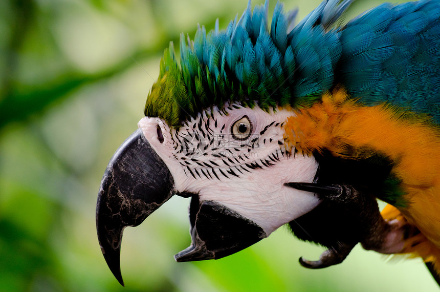 鹦鹉动物园栖息野生动物翅膀生活栖息地荒野金刚鹦鹉蓝色动物图片