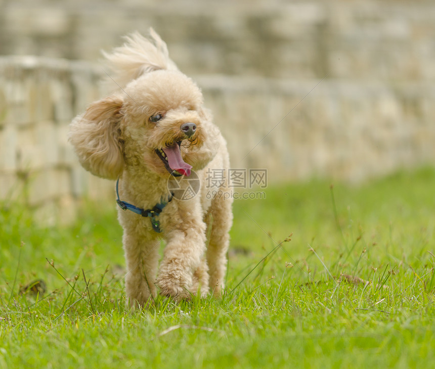 贵宾犬动物舌头绿色草地跑步小狗宠物棕色卷曲玩具图片