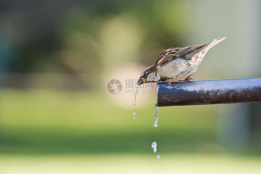 麻雀饮用水生物学男性销售滴水羽毛细流管道自由弹簧泉源图片