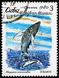 鲸类动物古巴邮戳 1980年 Humpback鲸背景
