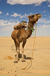 撒哈拉的骆驼运输棕色干旱旅游旅行单峰动物沙漠晴天哺乳动物背景图片