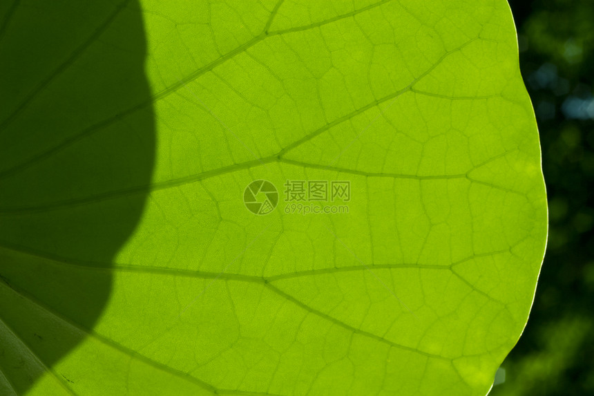 绿叶质环境叶子活力生物学脊柱绿色植物生长园艺宏观阳光图片