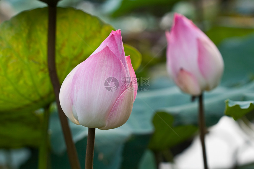 粉莲花花珠荒野季节花园荷花叶子紫色植物学蓝色百合情调图片