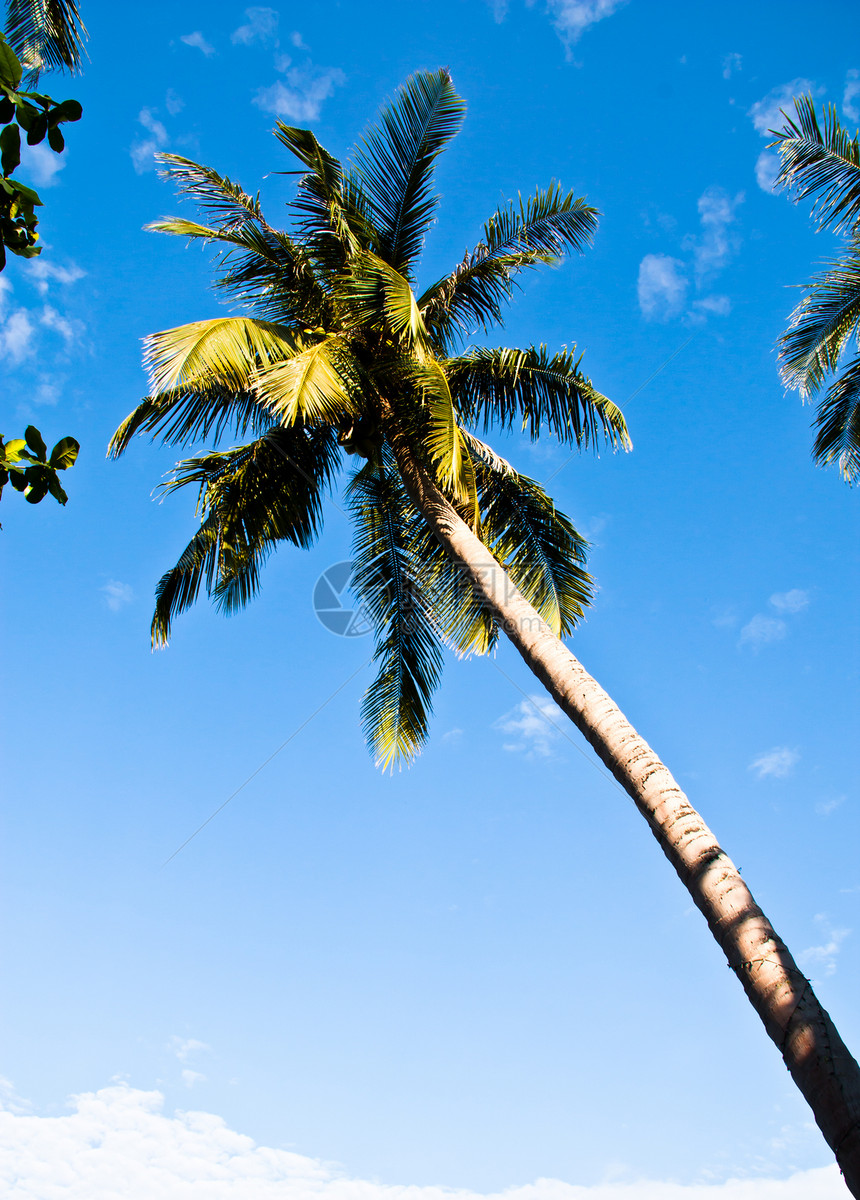 椰子奢华阳光热带海景旅行棕榈海滩天空叶子异国图片