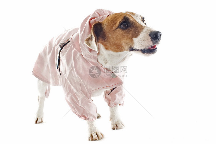 鲁塞尔水槽和雨衣白色女性工作室警觉猎狗大衣宠物犬类棕色粉色图片
