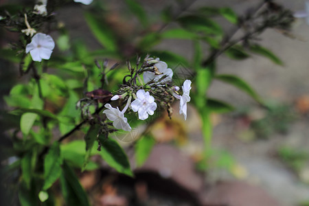 花朵植物生长公园绿色黄色礼物背景图片