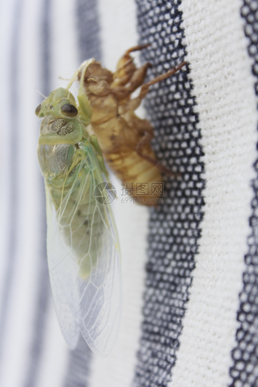 Cicada 胶状蝗灾翅膀害虫蜕皮刺槐图片