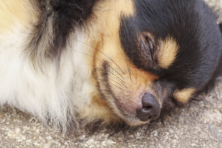 奇吉瓦州 睡觉家畜宠物睡眠动物吉娃娃长毛纯种狗犬类图片