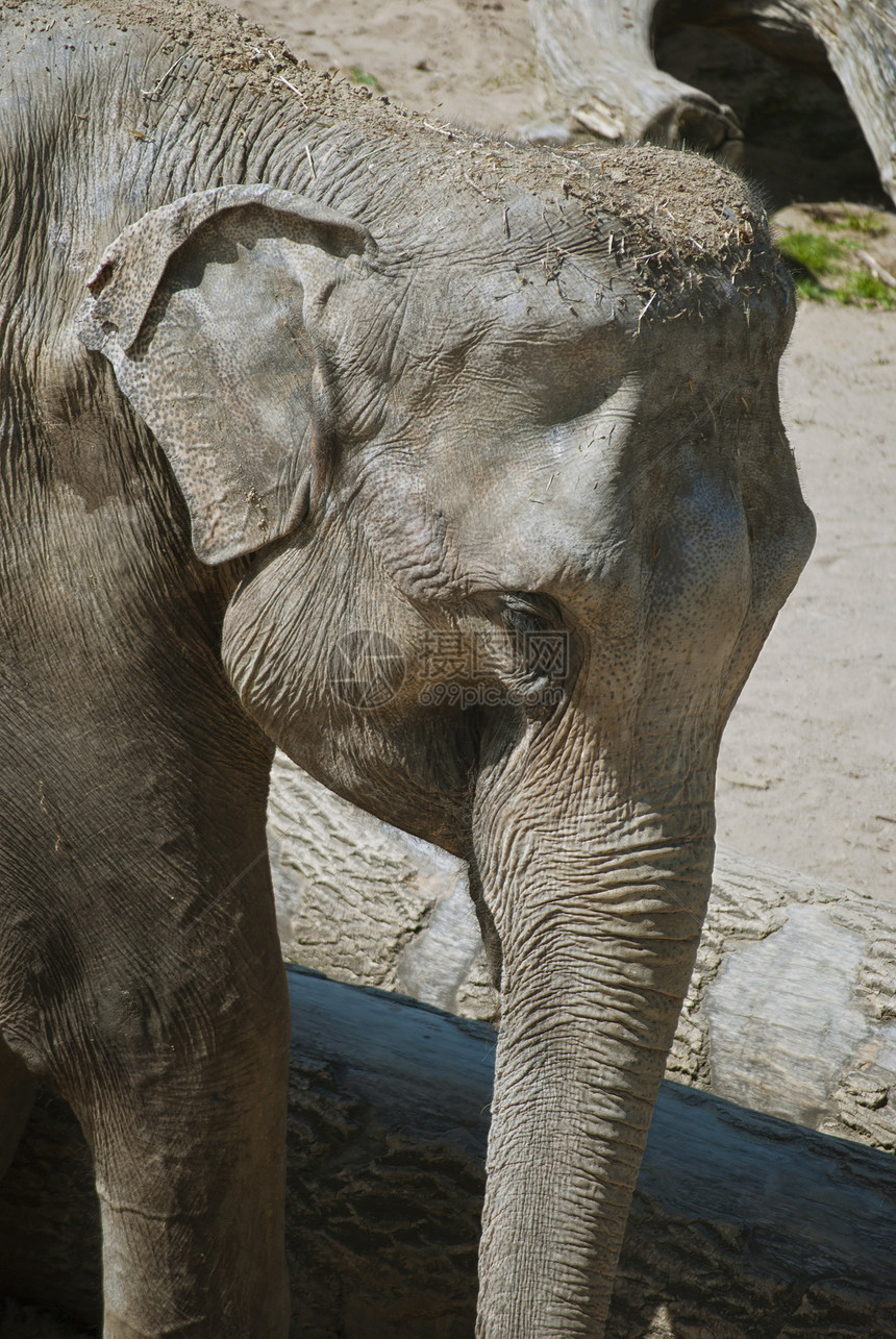 大象动物园动物荒野哺乳动物鼻子耳朵野生动物图片