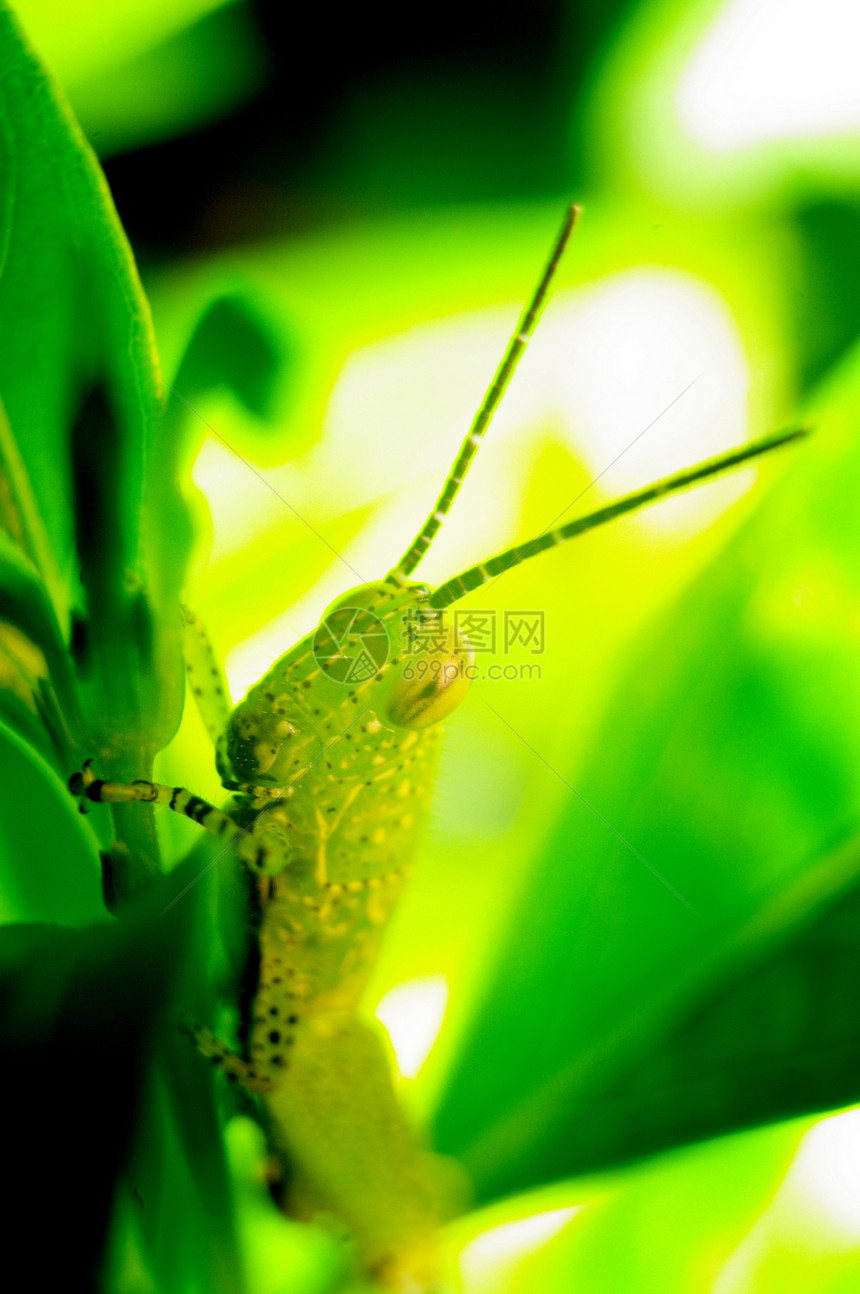花园中的夫妻昆虫刺槐动物生物天线蟋蟀翅膀昆虫学叶子图片