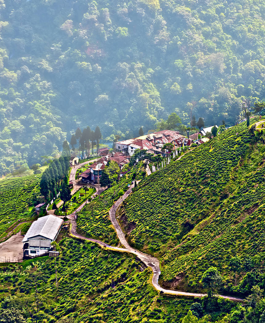 大吉林市 山皇后 茶园和花园图片