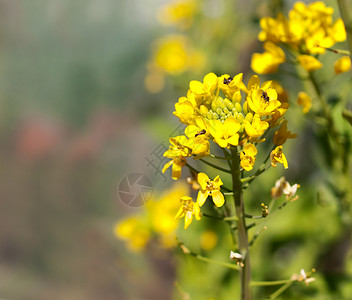 澳大利亚本土植物有机boc choy花朵上的澳大利亚本地蜜蜂生物多样性背景