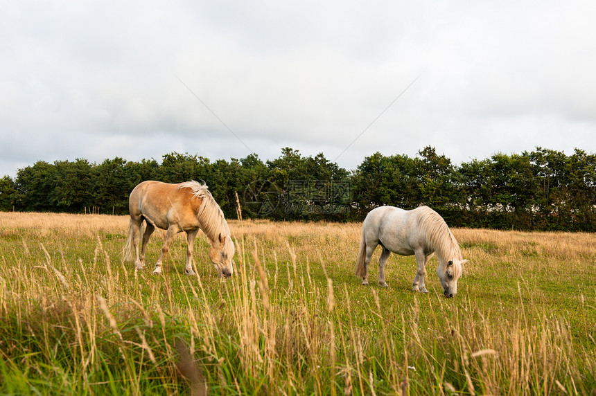 马匹草地爱好宠物棕色场地动物国家绿色森林农田图片