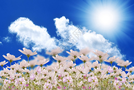 蓝色雏菊自然夏季景观日落地平线农场国家雏菊植物太阳晴天场景生长背景