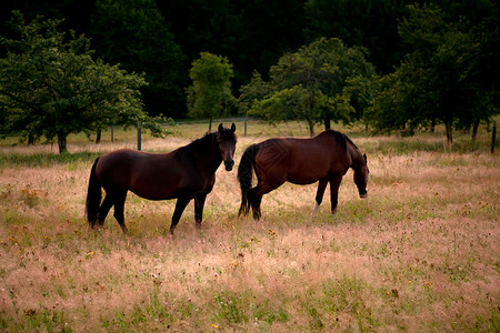 两匹马在早晨的牧场上夫妻农场动物场地草地棕色高山爬坡背景