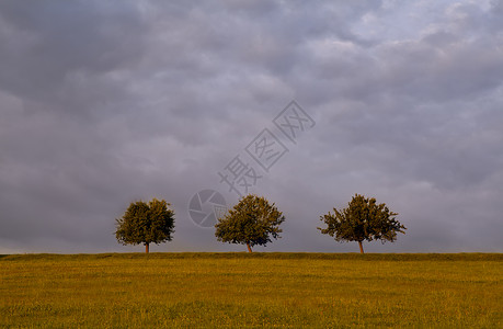 地平的三棵树背景图片