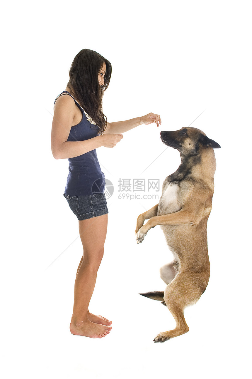 马里报酬工作室警觉动物棕色牧羊人后肢宠物舞步犬类图片