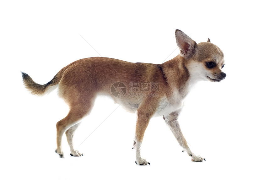 步行吉娃娃白色工作室宠物动物犬类伴侣棕色运动图片