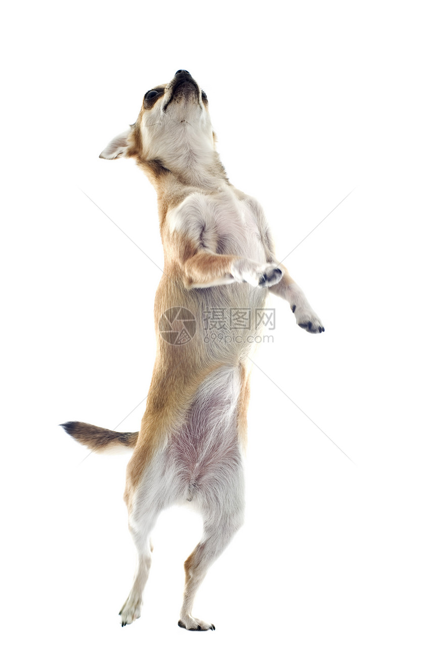 直立起来后肢白色爪子伴侣动物棕色宠物犬类工作室图片