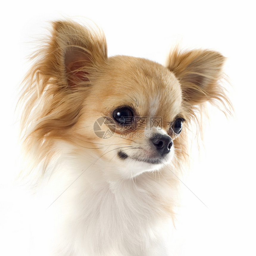 Chihuahua肖像画吉娃娃棕色宠物动物伴侣白色工作室犬类长毛图片