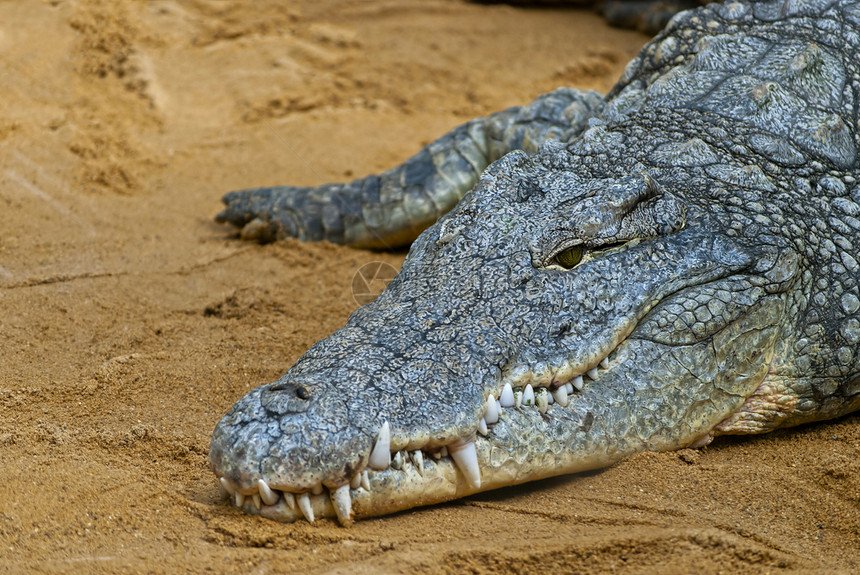 鳄鱼猎人危险荒野皮肤食肉水平动物园皮革热带捕食者图片