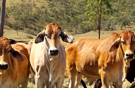 澳大利亚牛肉 - 牲畜国家高清图片