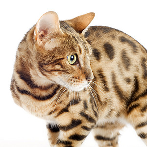 养猫动物工作室宠物警觉豹纹棕色背景图片