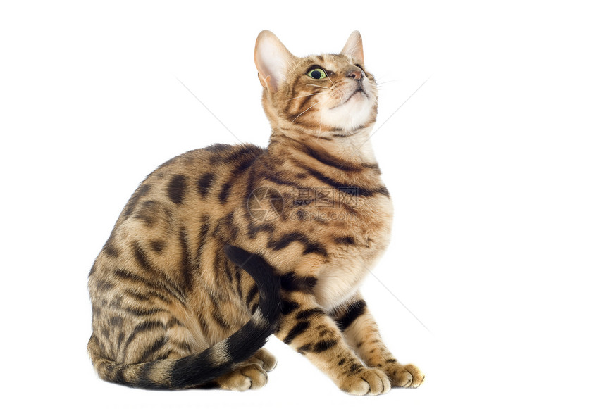 养猫警觉豹纹宠物棕色工作室动物图片