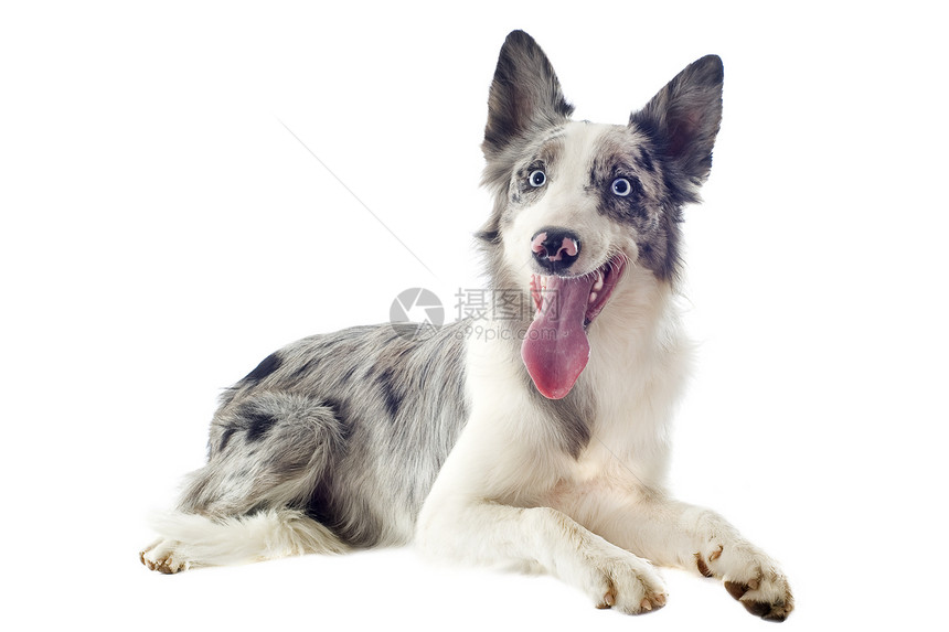 边边框collie动物牧羊犬眼睛犬类白色灰色宠物舌头蓝色图片