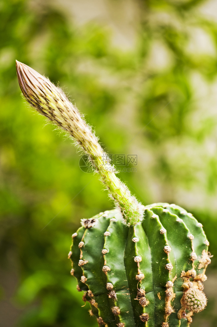 仙人掌花瓣宏观植物群绿色图片