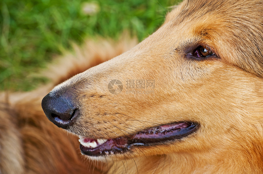 头牧羊犬血统小狗犬类毛皮头发宠物哺乳动物恋人长发图片