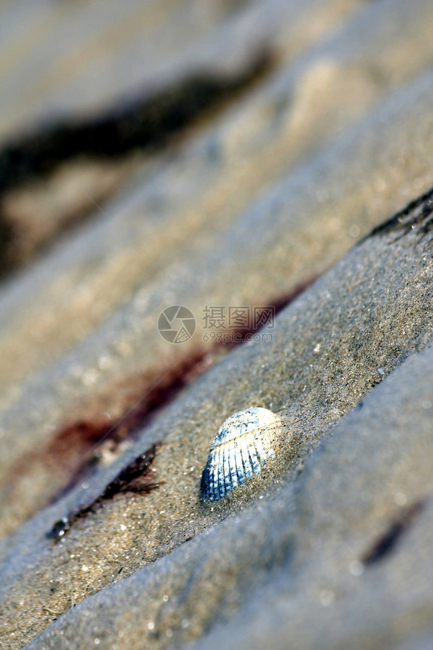 沙尘中散落的贝壳图片