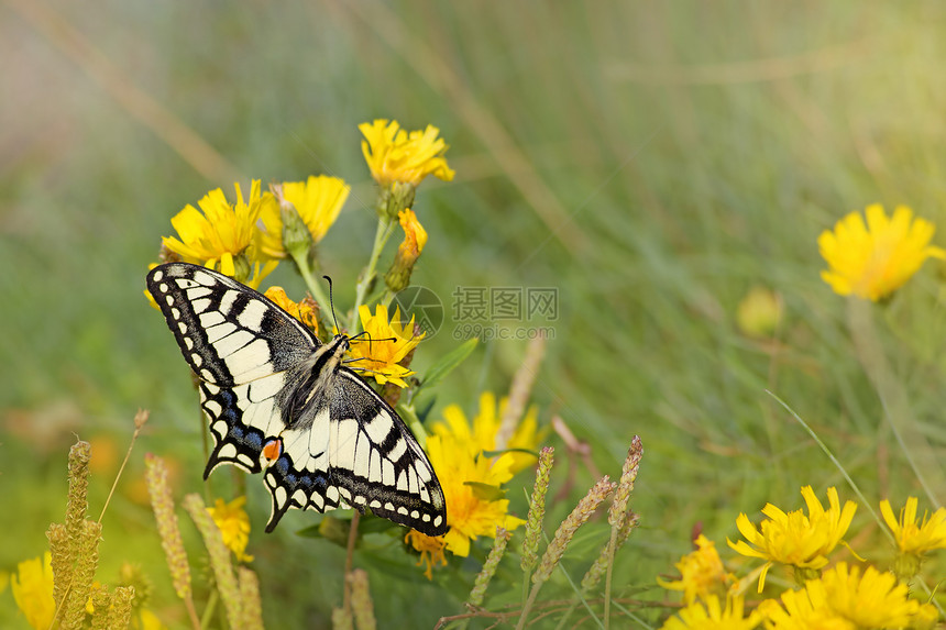燕尾蝴蝶季节黄色昆虫森林花店宏观荒野草地白色花园图片