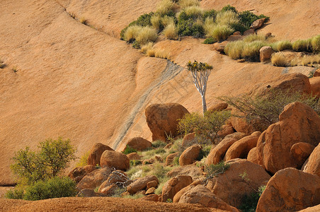 箭袋树纳米比亚Spitzkoppe地貌景观背景