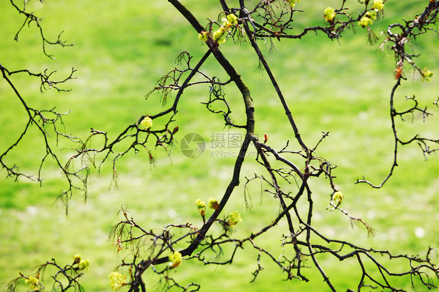 分支机构季节公园坚果日落太阳叶子光束衬套蕨类阴影图片