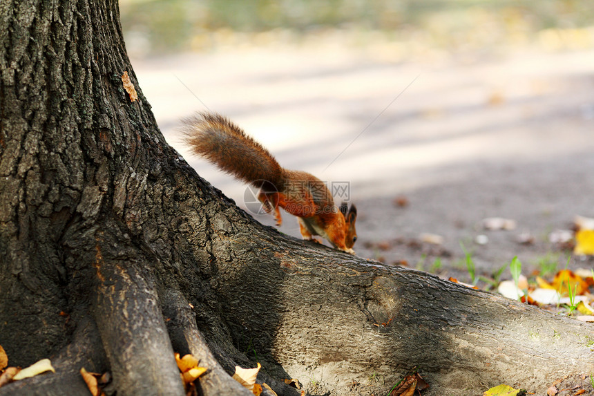 秋天森林中的松松鼠木头尾巴野生动物哺乳动物坚果毛皮公园动物眼睛头发图片