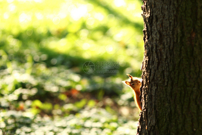 秋天森林中的松松鼠冒充公园动物毛皮哺乳动物眼睛尾巴坚果野生动物木头图片