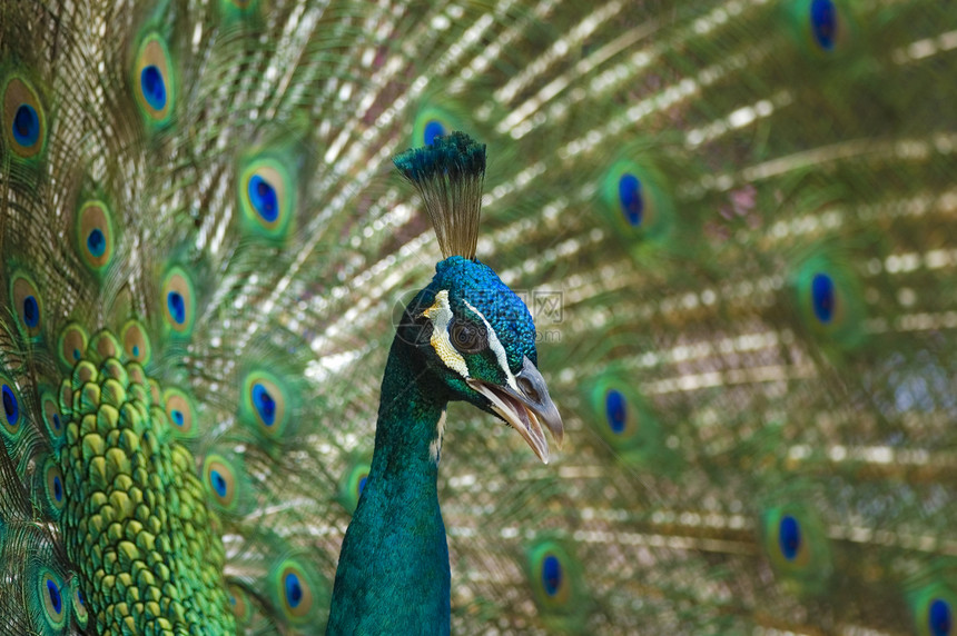 孔雀男性眼睛鸟类蓝色动物园野生动物支撑尾巴绿色羽毛图片